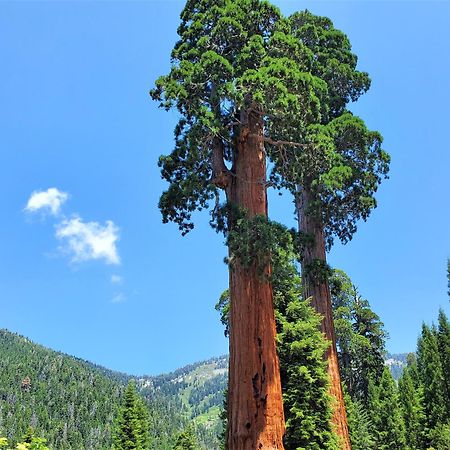 Redwood Retreat, Mountains, Adventure And Nature Ponderosa Ngoại thất bức ảnh