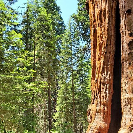Redwood Retreat, Mountains, Adventure And Nature Ponderosa Ngoại thất bức ảnh