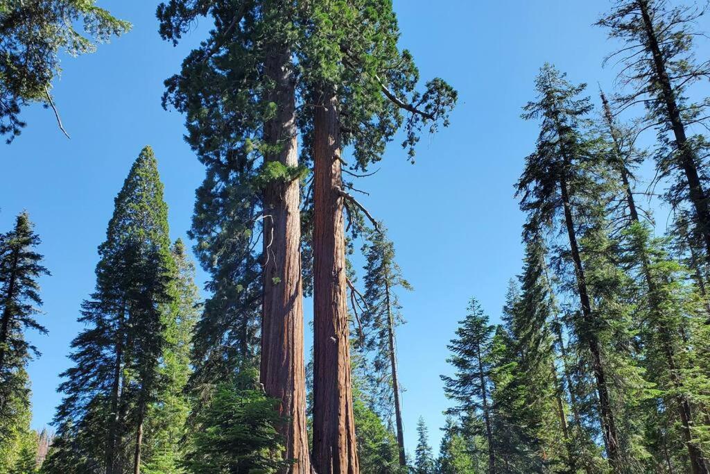 Redwood Retreat, Mountains, Adventure And Nature Ponderosa Ngoại thất bức ảnh