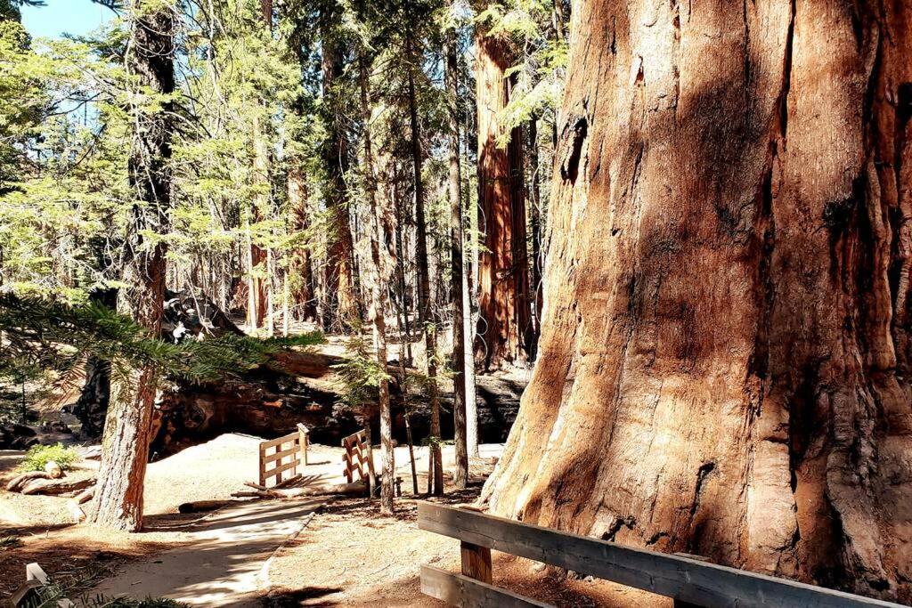 Redwood Retreat, Mountains, Adventure And Nature Ponderosa Ngoại thất bức ảnh
