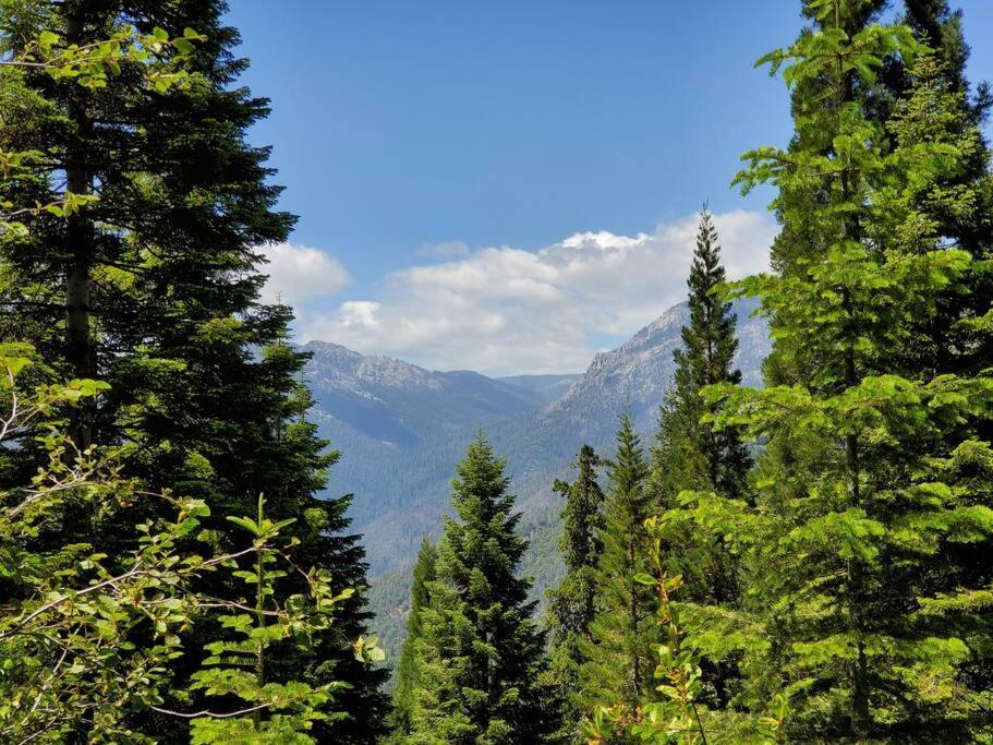 Redwood Retreat, Mountains, Adventure And Nature Ponderosa Ngoại thất bức ảnh