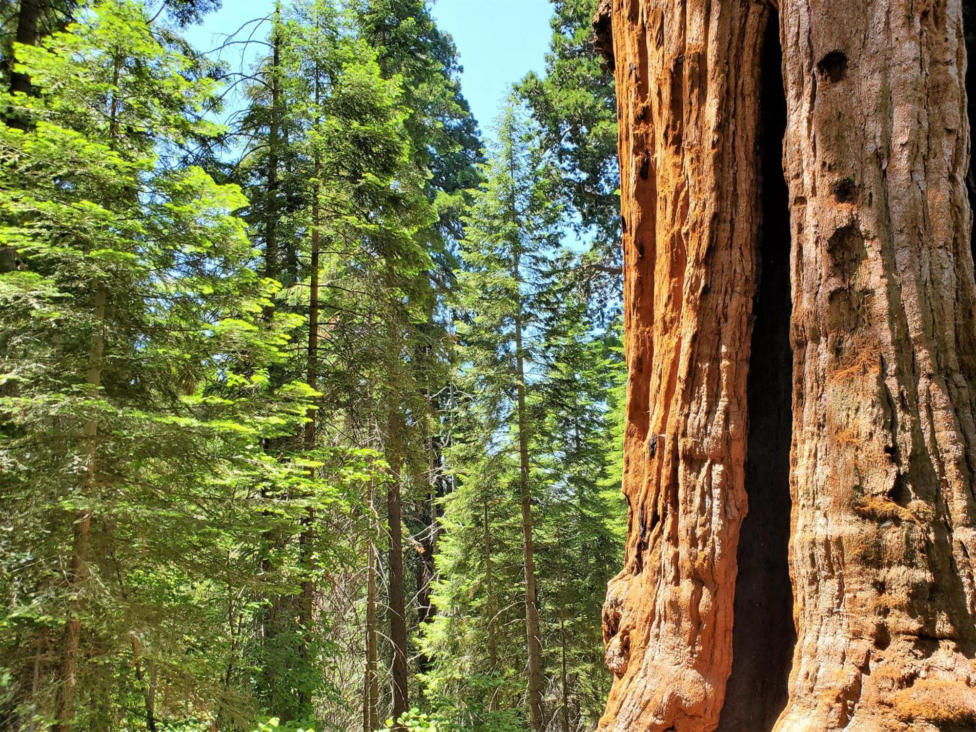 Redwood Retreat, Mountains, Adventure And Nature Ponderosa Ngoại thất bức ảnh